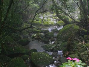 Natureza exuberante no Parque Nacional da Serra dos �rg�os.